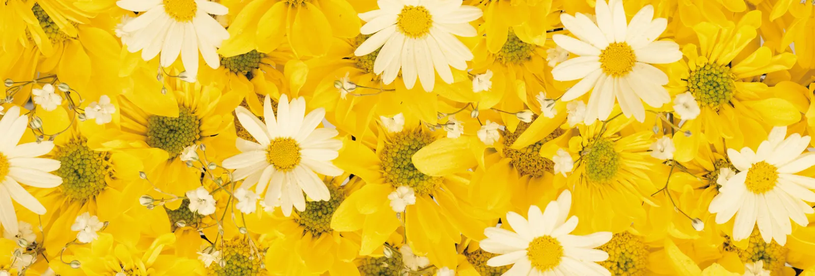 Horizontal Flower Daisy Chrysanthemum Botanical Free Stock Photo