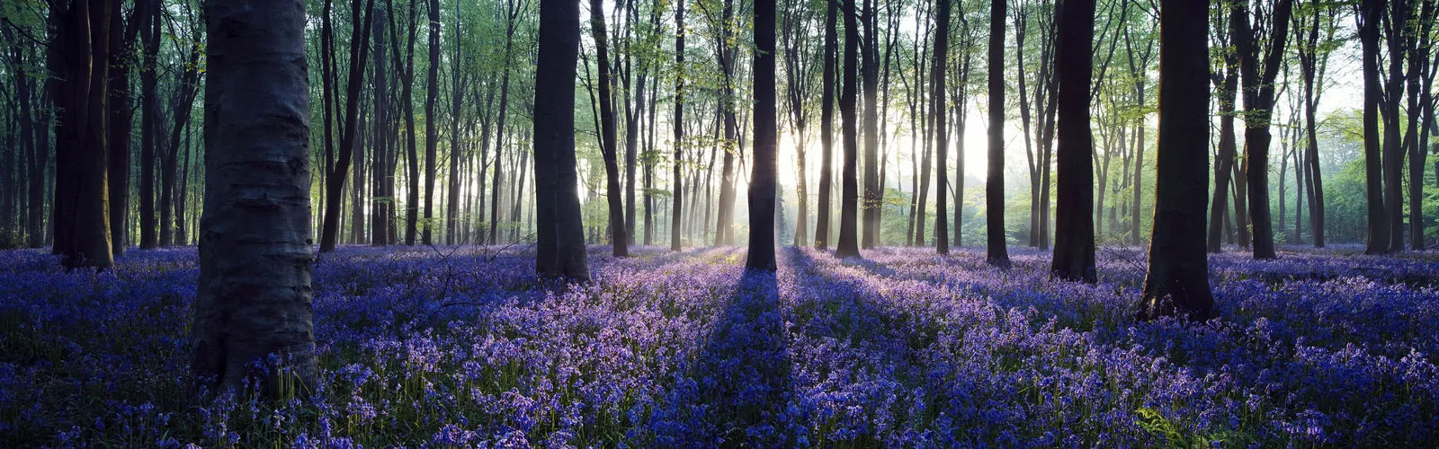 Horizontal Wood Natural Forest Vegetation Botanical Free Stock Photo 4