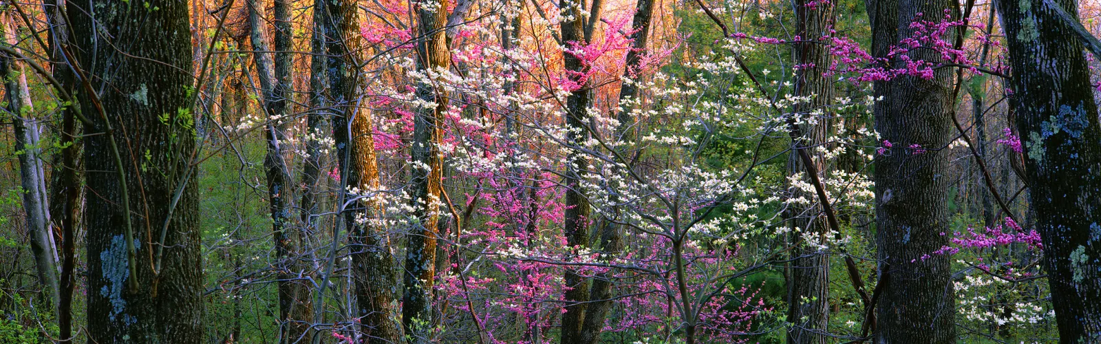 Horizontal Wood Natural Branch Blossom Botanical Free Stock Photo