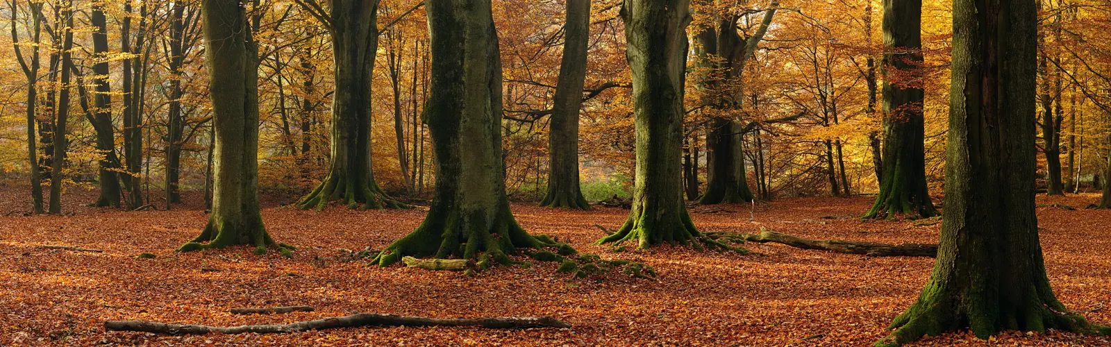 Horizontal Wood Natural Forest Vegetation Botanical Free Stock Photo 5