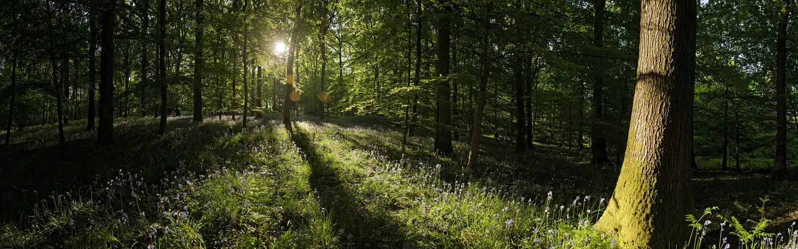 Horizontal Wood Natural Forest Vegetation Botanical Free Stock Photo 6