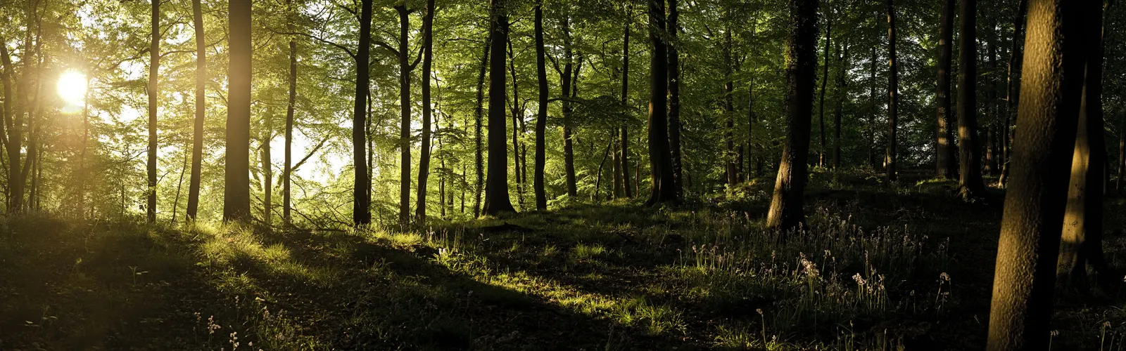 Horizontal Wood Natural Forest Vegetation Botanical Free Stock Photo 7