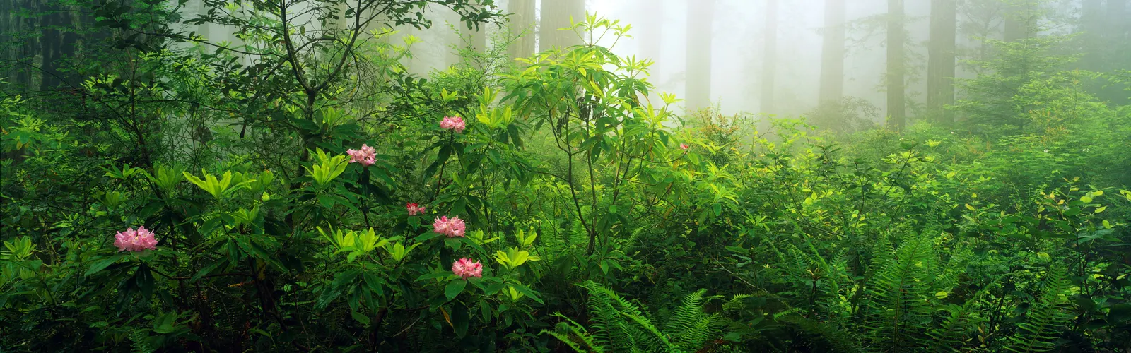 Horizontal Foliage Ferns Vegetation Botanical Free Stock Photo