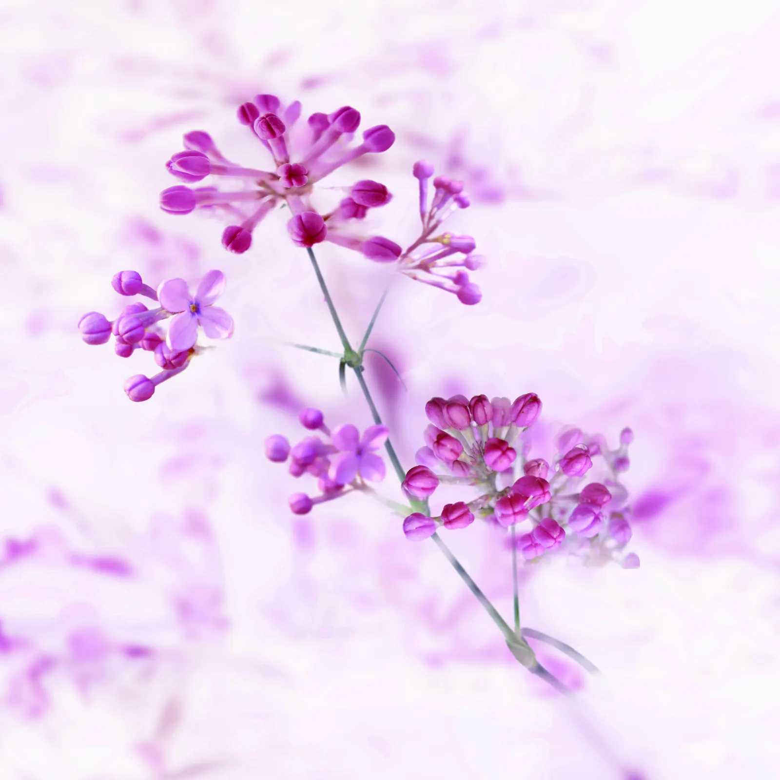 Square Flower Blossom Orchid Botanical Free Stock Photo