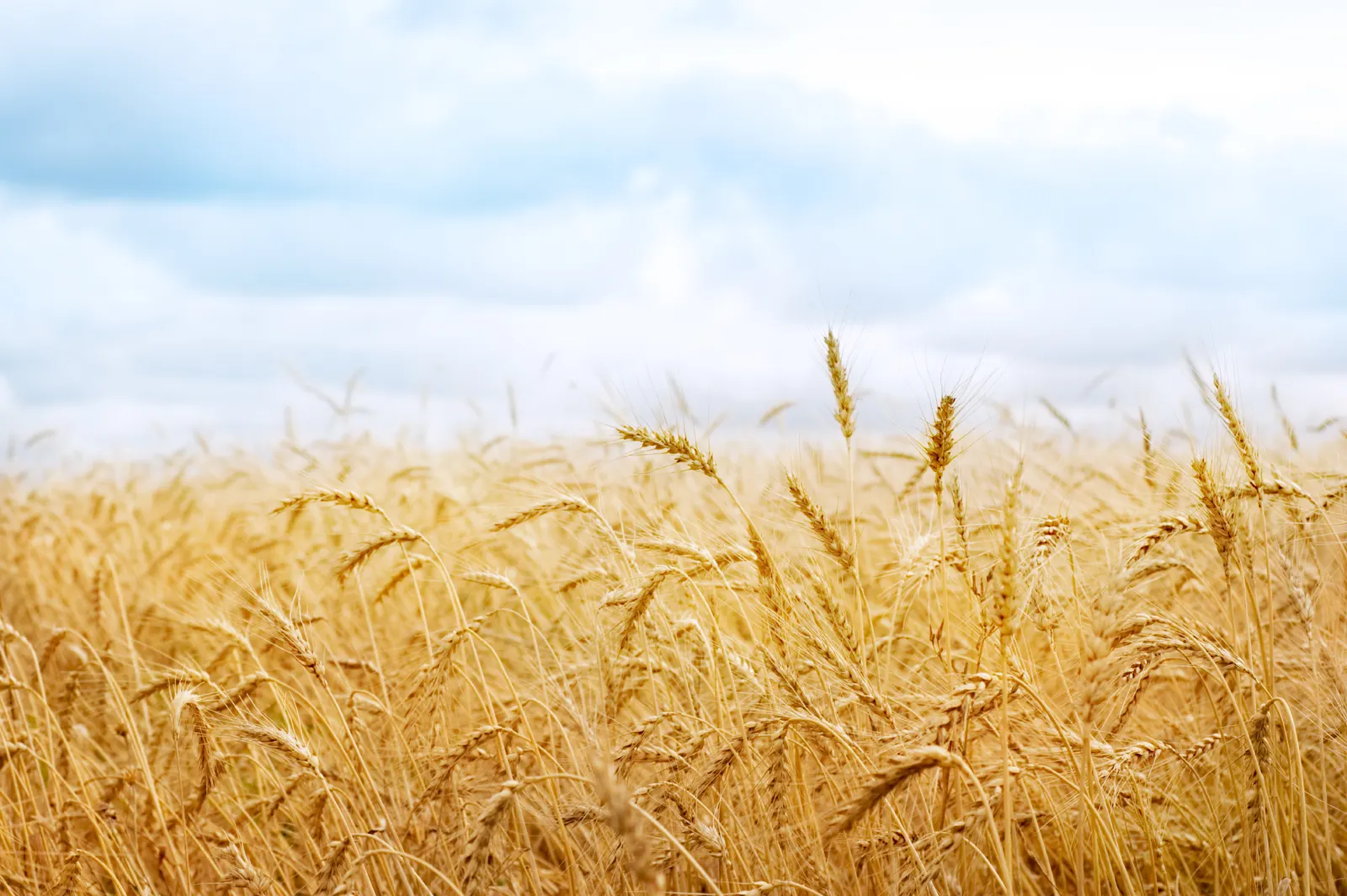 Horizontal Cloudy Agriculture Farm Landscape Free Stock Photo