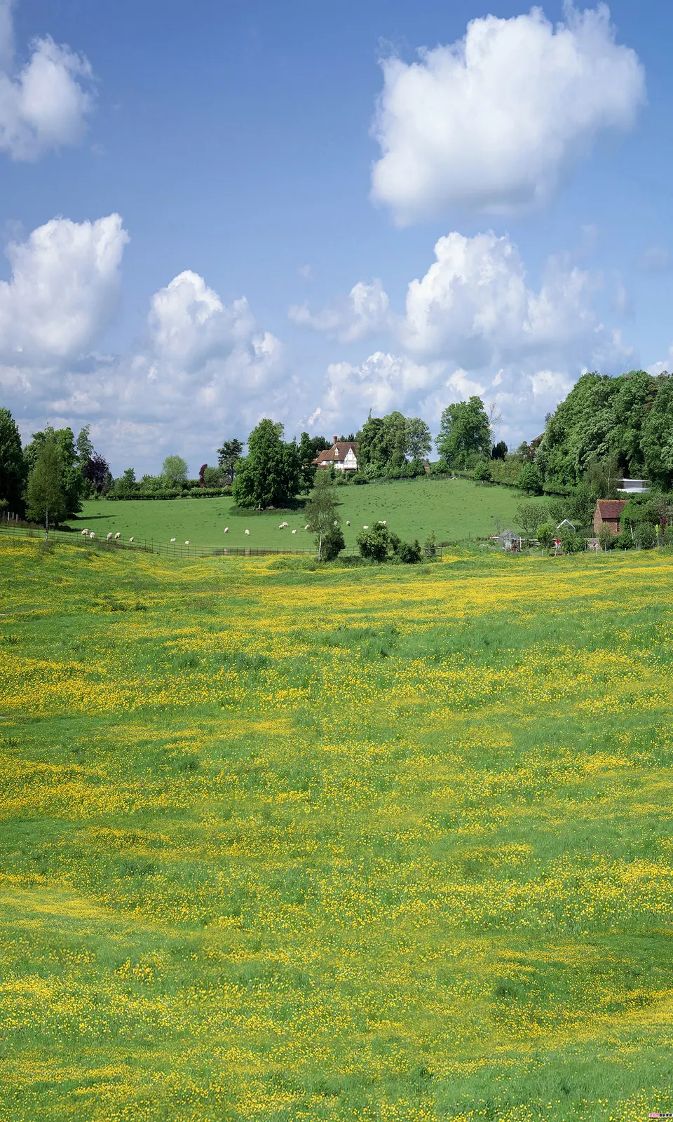 Vertical Grass Agriculture Farm Botanical Free Stock Photo