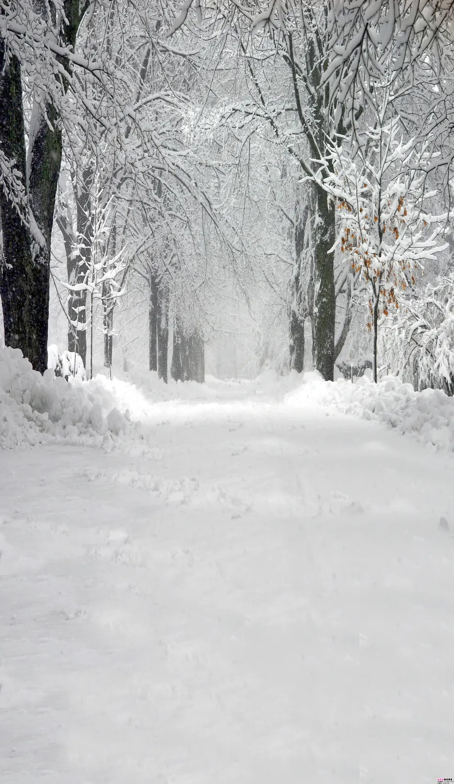 Vertical Frozen Liquid Snow Landscape Free Stock Photo 3