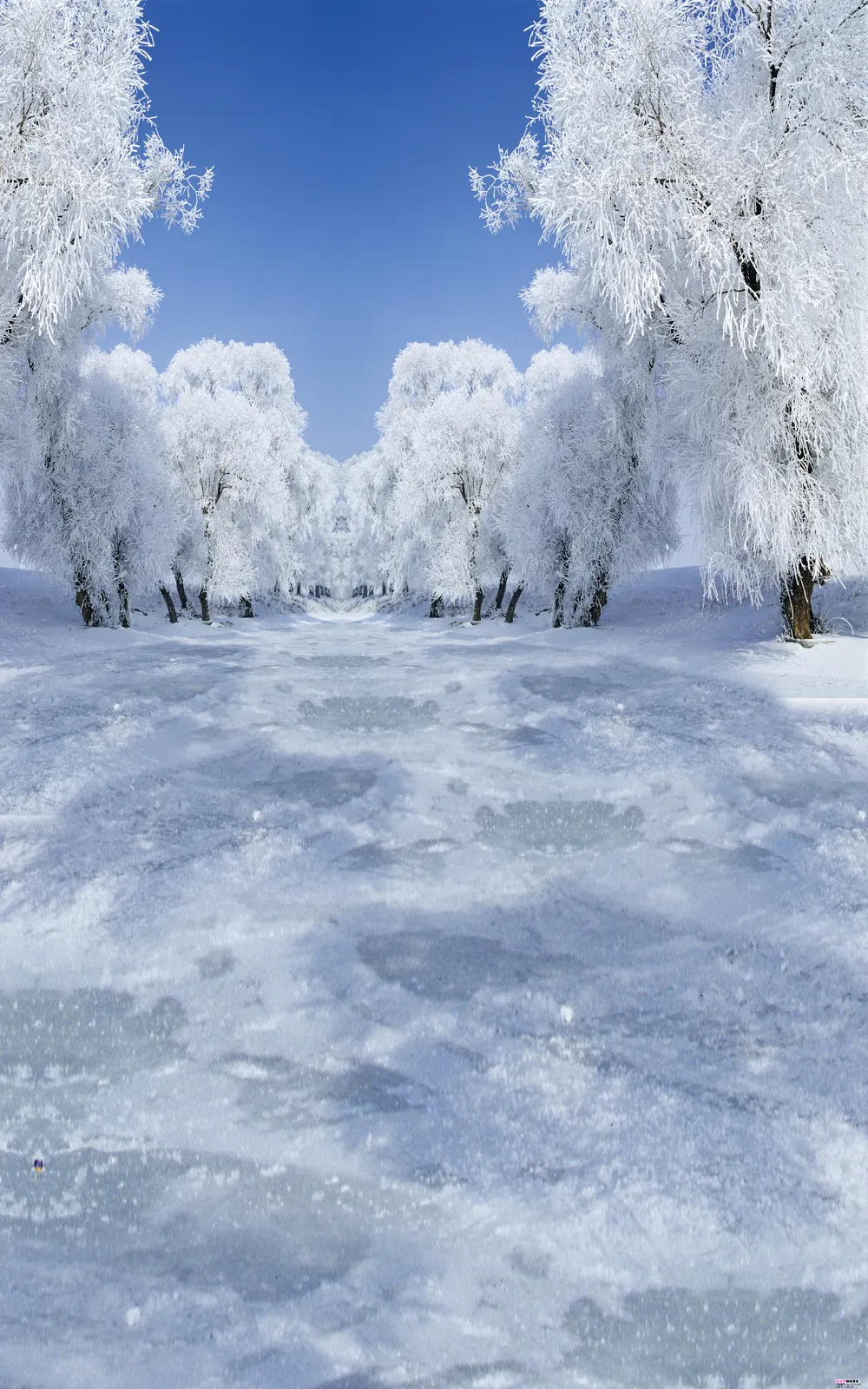 Vertical Frozen Liquid Water Botanical Free Stock Photo