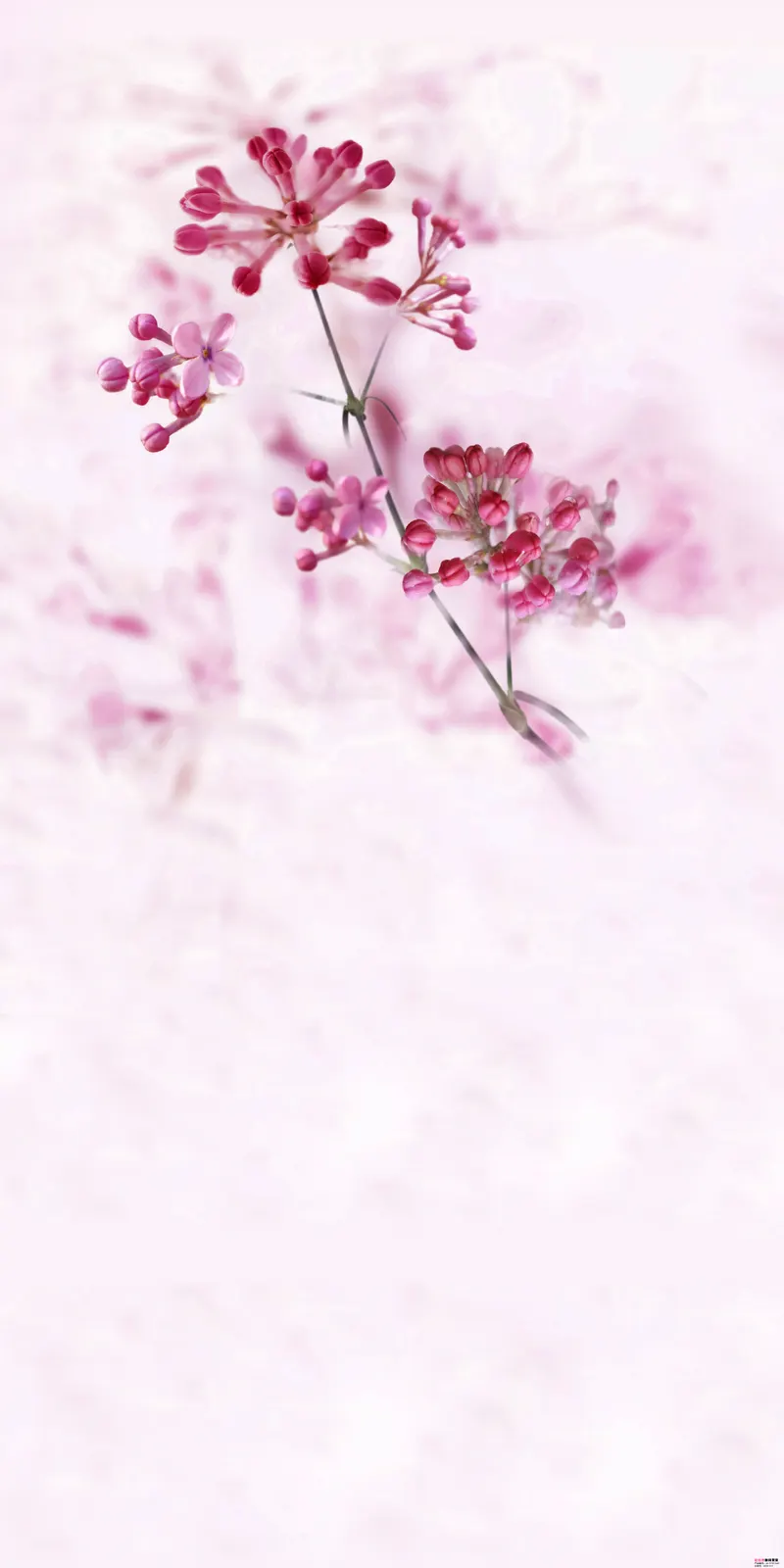 Vertical Flower Blossom Frozen Botanical Free Stock Photo