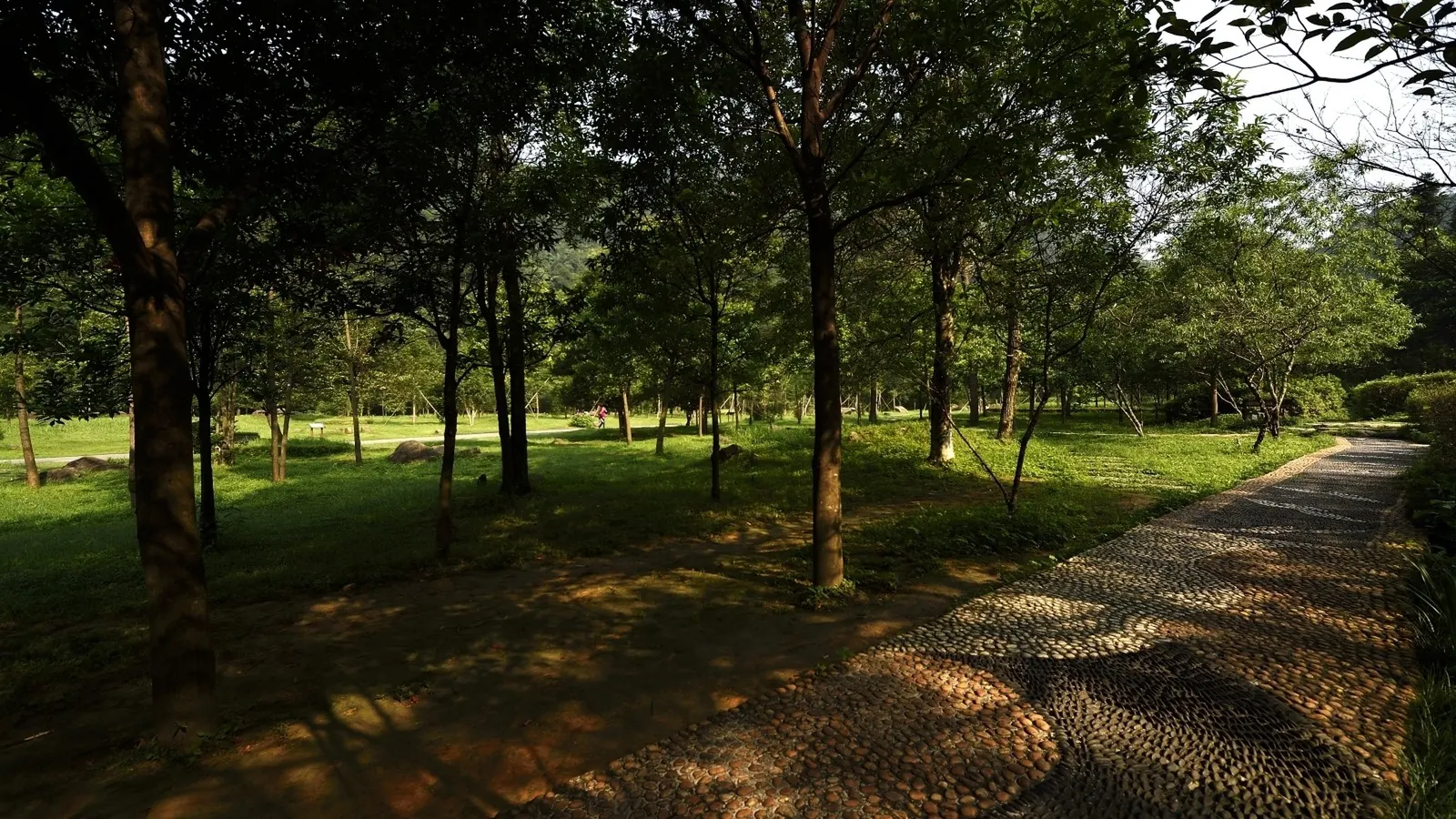 Horizontal Wood Natural Grass Path Botanical Free Stock Photo