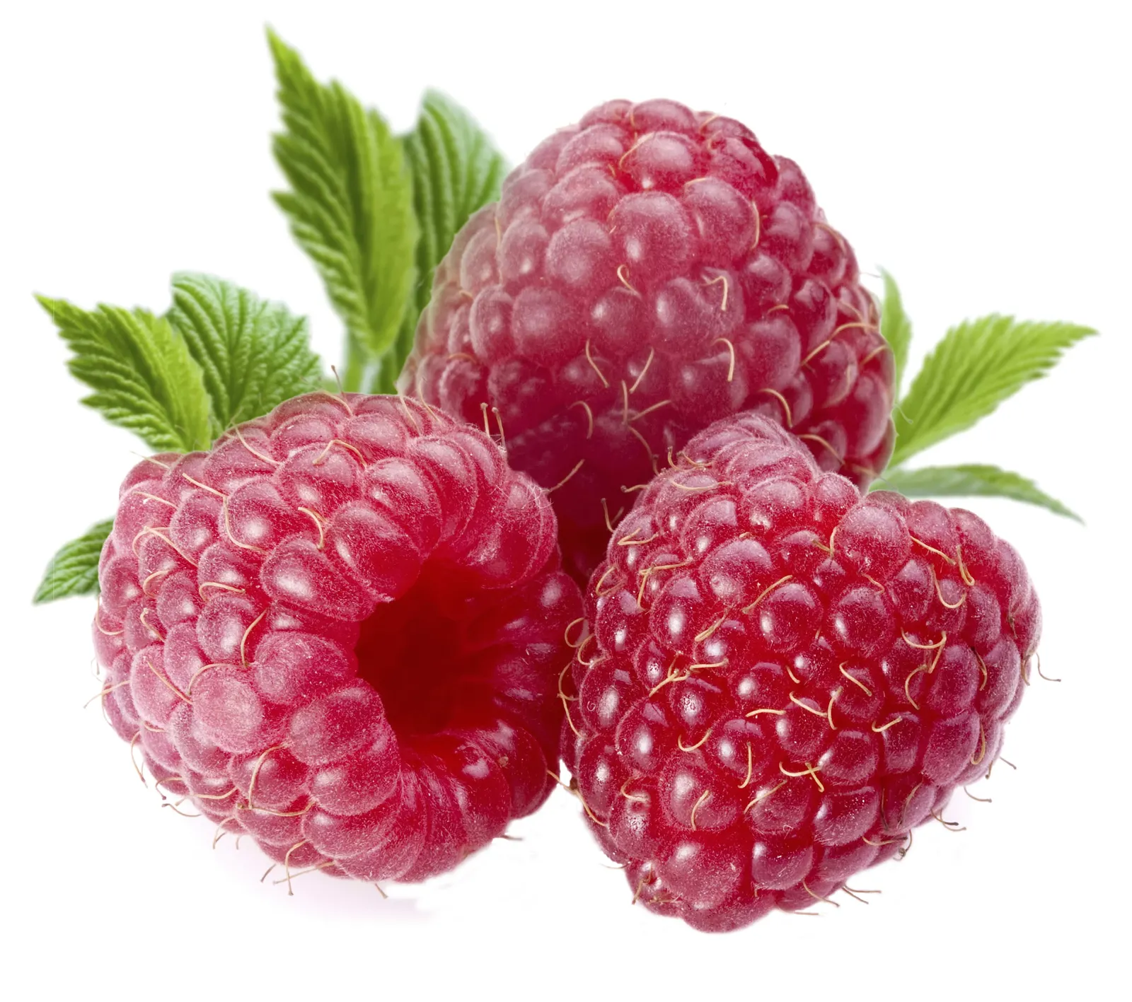 Square Berry Raspberry Foliage Food and Drink Free Stock Photo