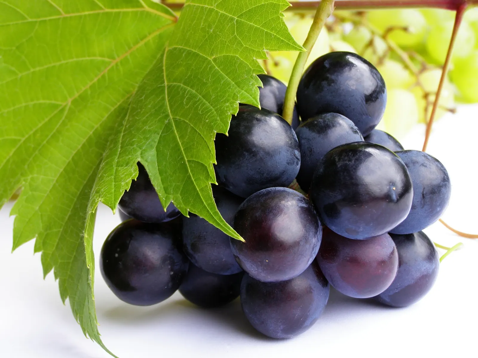 Horizontal Grape Foliage Branch Food and Drink Free Stock Photo