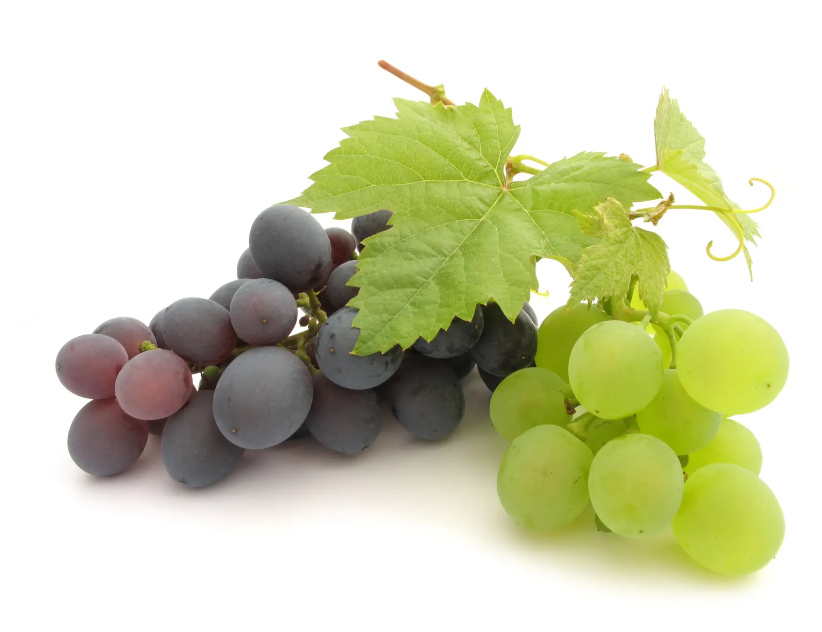 Horizontal Grape Foliage Food and Drink Free Stock Photo