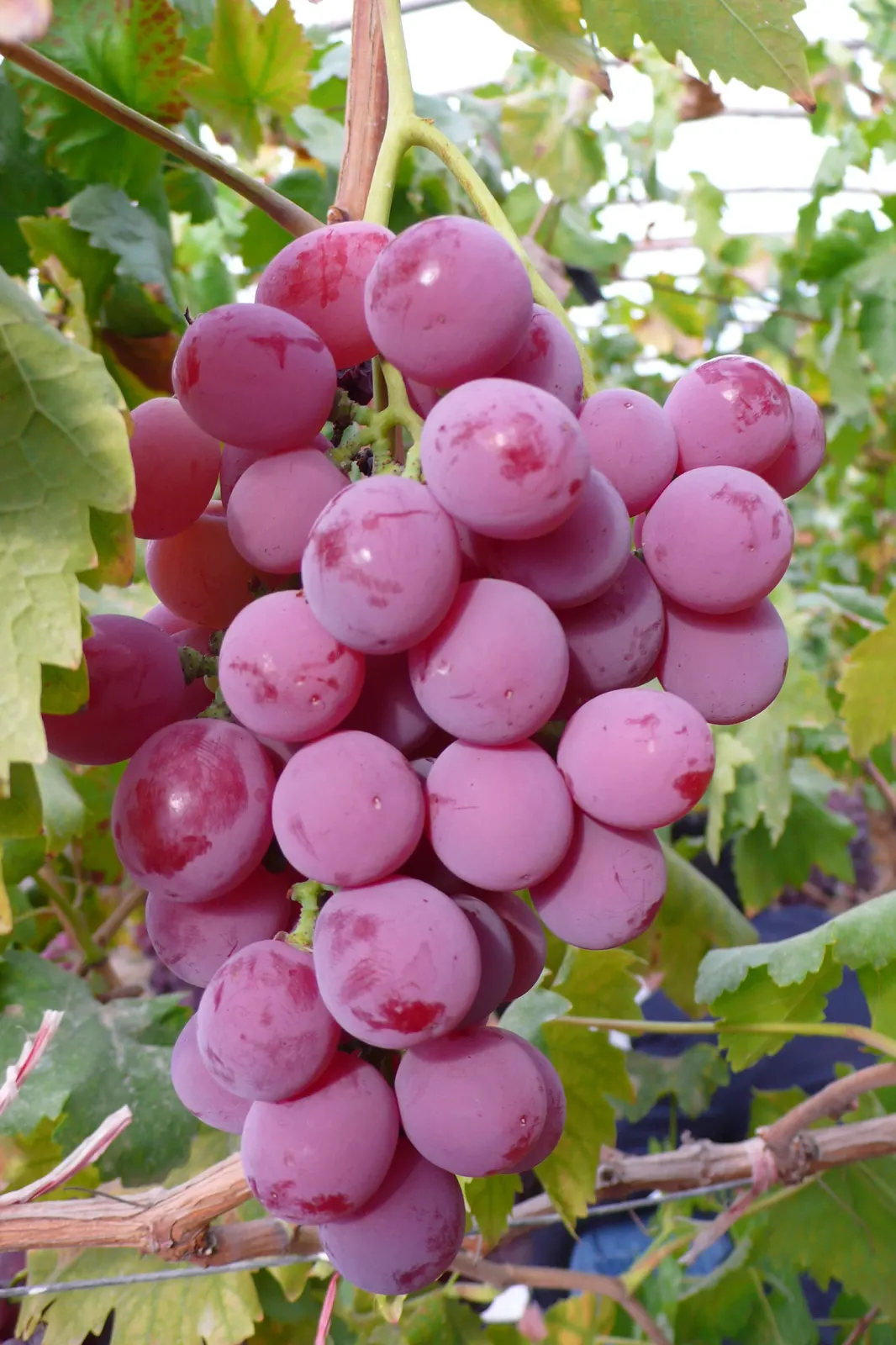Vertical Foliage Branch Grape Food and Drink Free Stock Photo