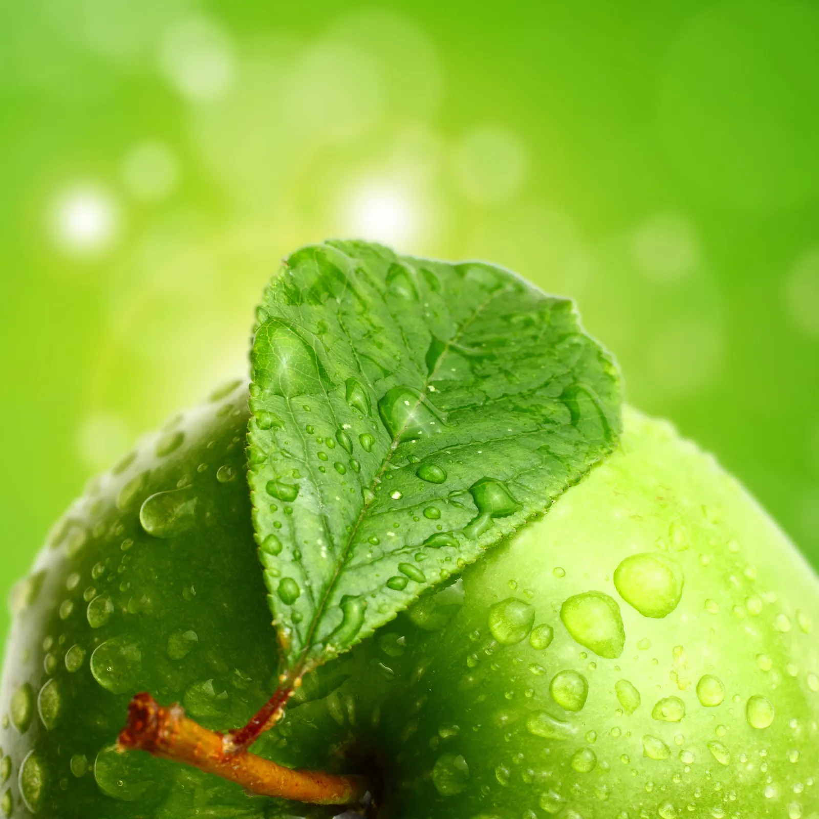 Square Foliage Branch Food and Drink Free Stock Photo