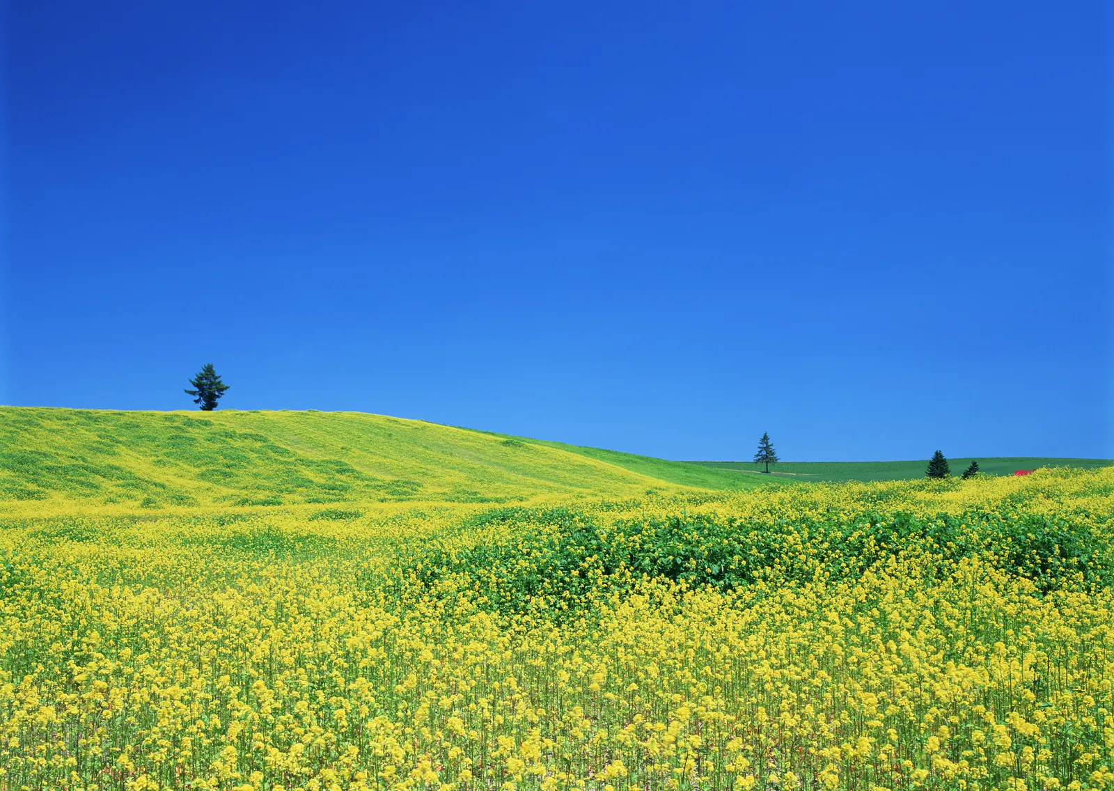Horizontal Grass Hill Shrub Botanical Free Stock Photo