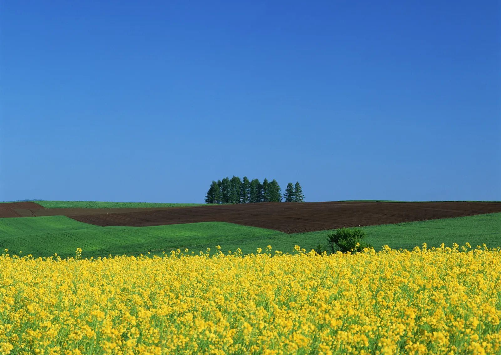 Horizontal Agriculture Farm Grass Botanical Free Stock Photo 4