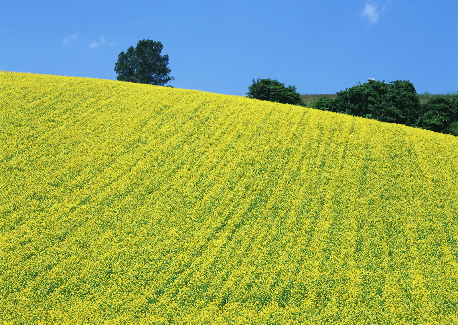 Horizontal Grass Agriculture Farm Botanical Free Stock Photo 8