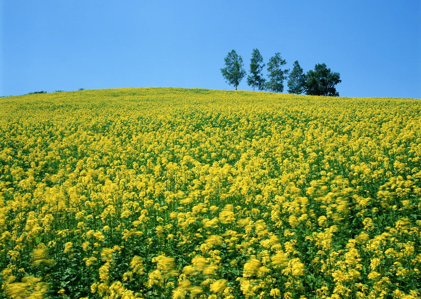 Horizontal Agriculture Farm Hill Botanical Free Stock Photo 4