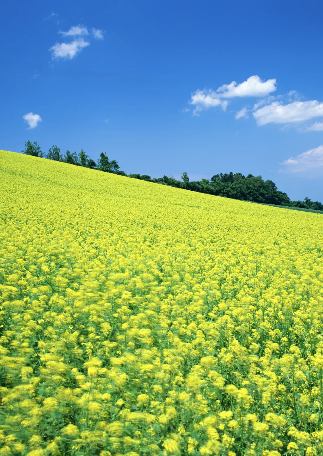 Vertical Agriculture Farm Grass Botanical Free Stock Photo