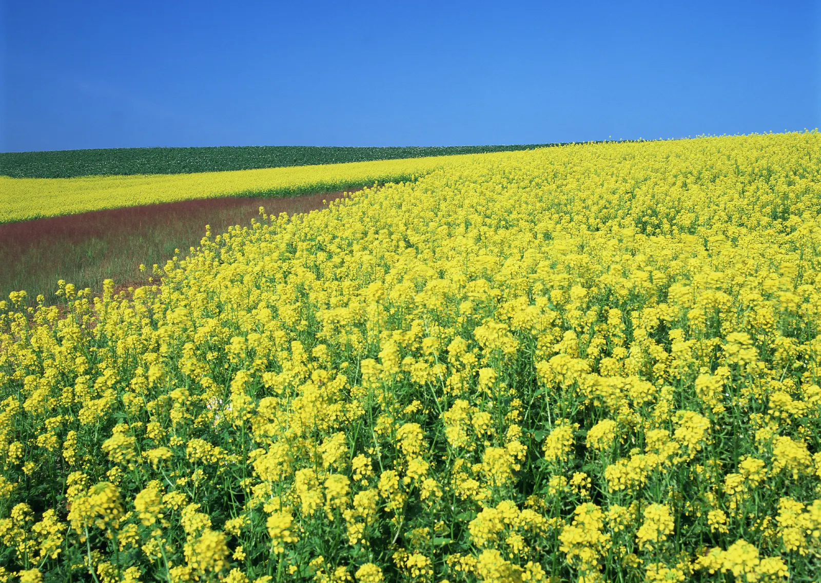 Horizontal Agriculture Farm Grass Botanical Free Stock Photo 5