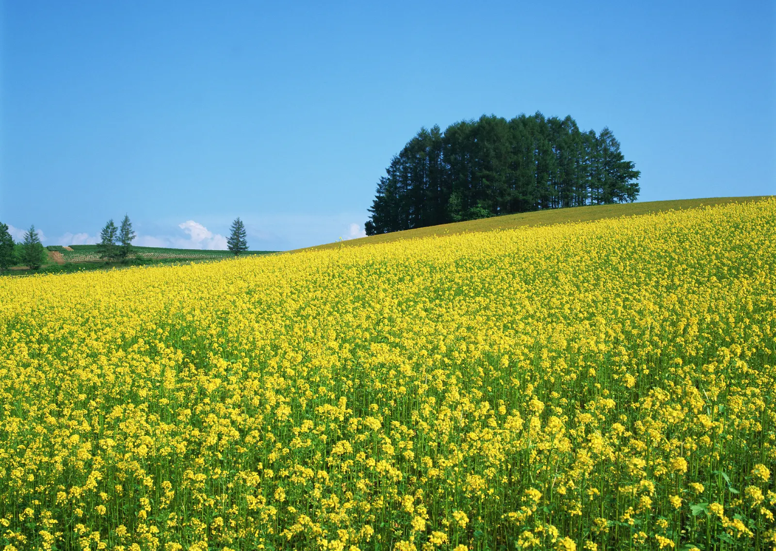 Horizontal Agriculture Farm Grass Botanical Free Stock Photo 6