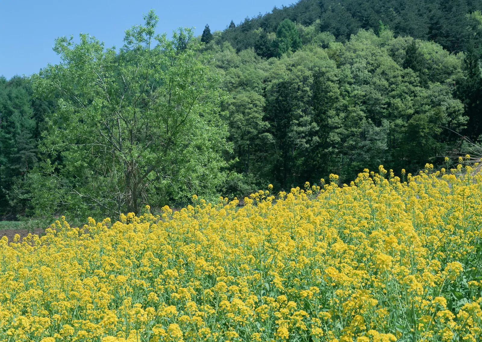 Horizontal Agriculture Farm Hill Botanical Free Stock Photo 5