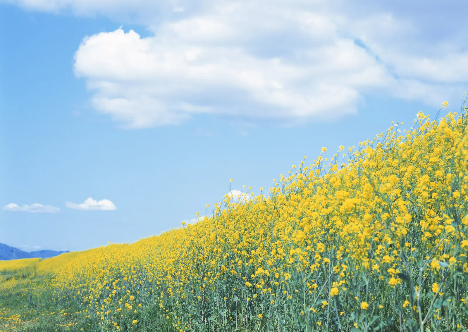 Horizontal Grass Hill Botanical Free Stock Photo 11