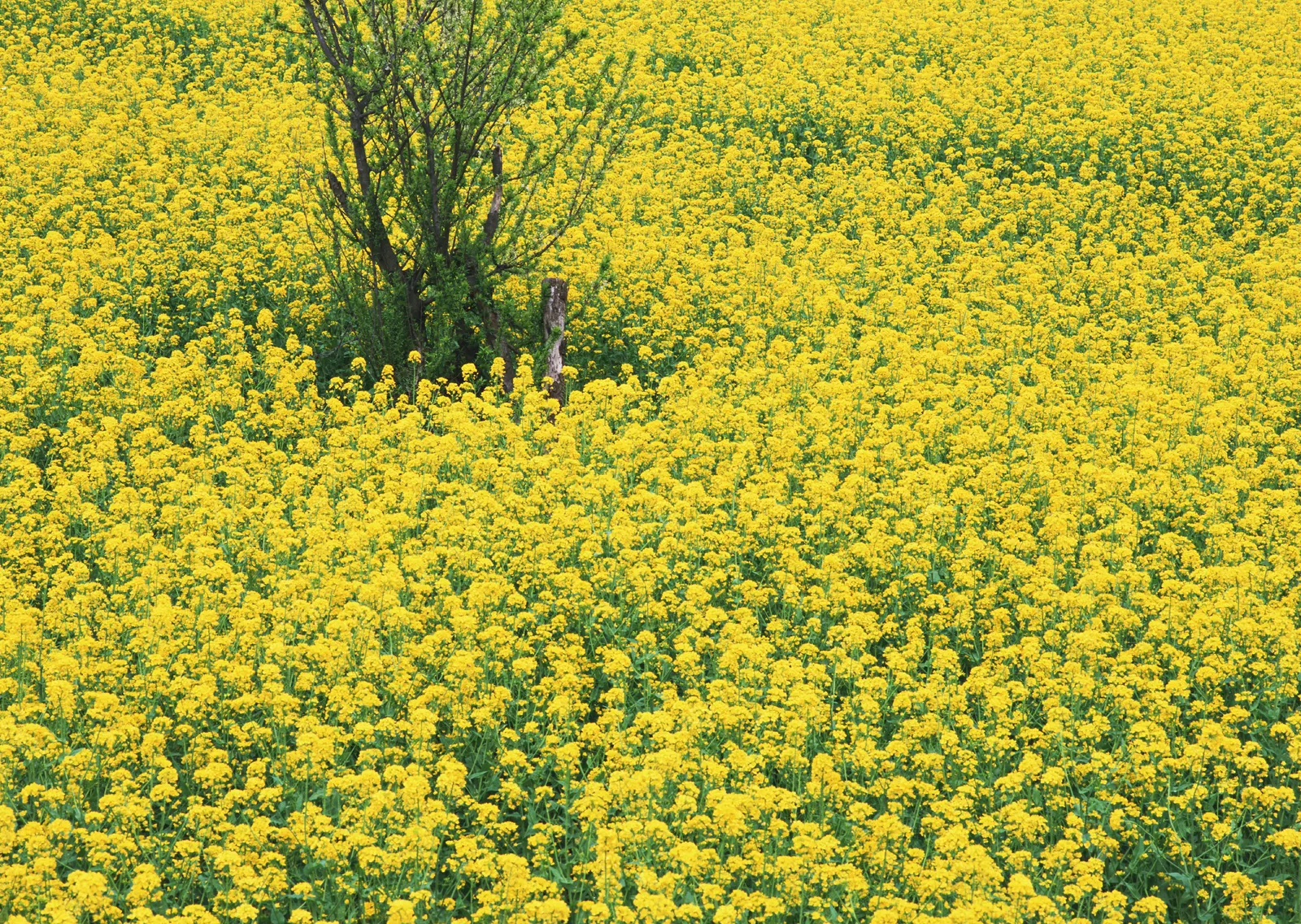 Horizontal Agriculture Farm Flower Botanical Free Stock Photo