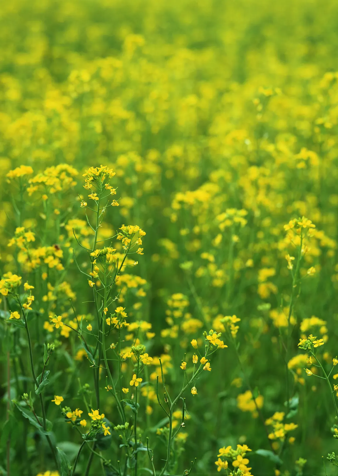 Vertical Grass Foliage Flower Botanical Free Stock Photo