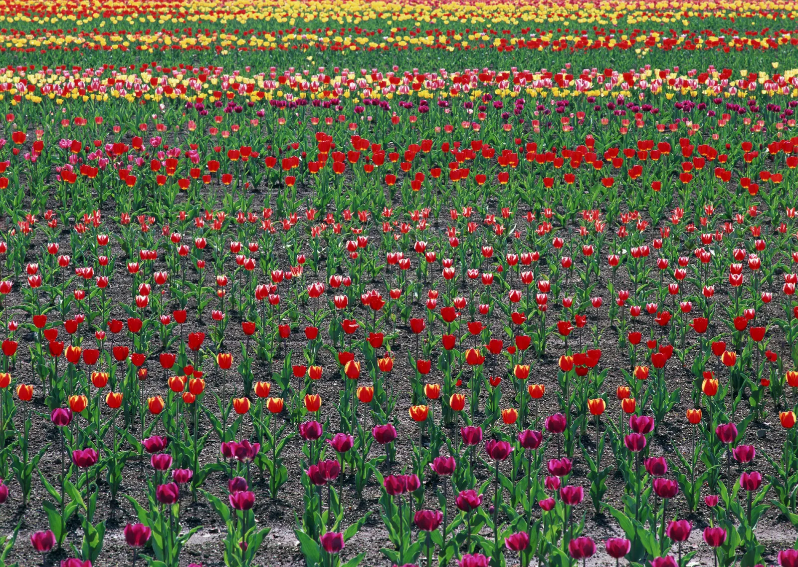 Horizontal Flower Tulip Agriculture Botanical Free Stock Photo