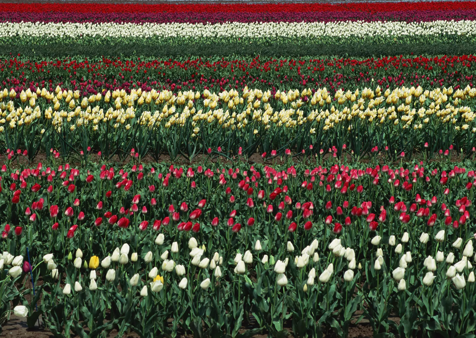Horizontal Flower Tulip Agriculture Botanical Free Stock Photo 2