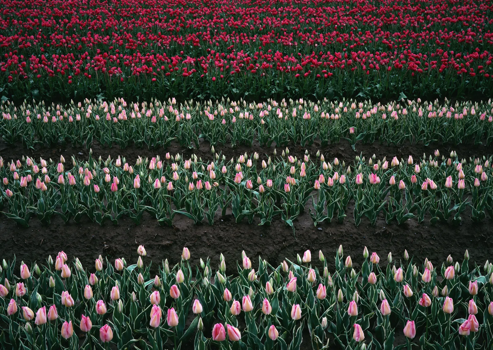 Horizontal Flower Tulip Agriculture Botanical Free Stock Photo 3