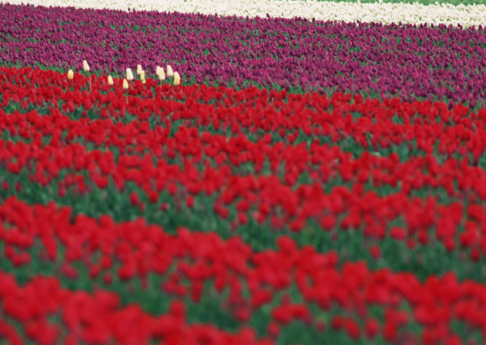 Horizontal Flower Tulip Agriculture Botanical Free Stock Photo 4