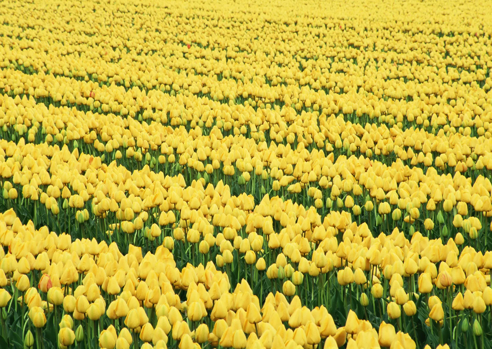 Horizontal Flower Tulip Agriculture Botanical Free Stock Photo 5