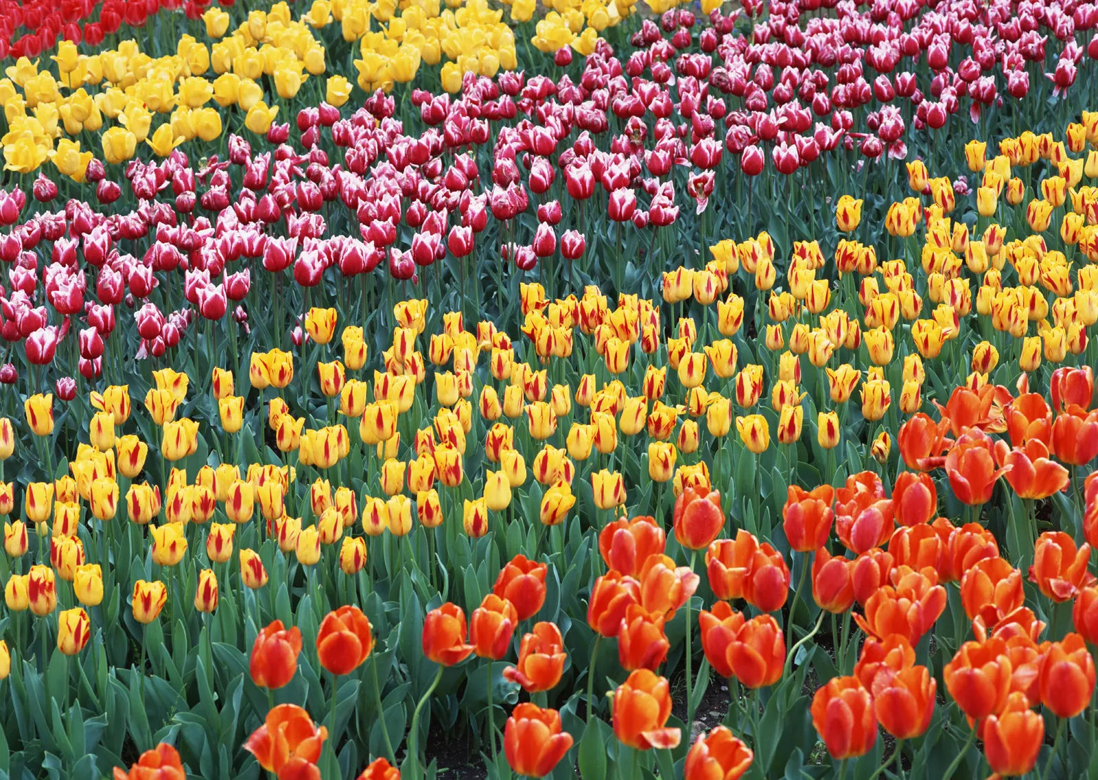 Horizontal Flower Tulip Agriculture Botanical Free Stock Photo 6