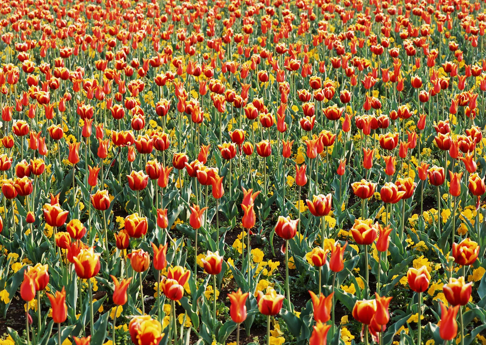 Horizontal Flower Tulip Agriculture Botanical Free Stock Photo 7