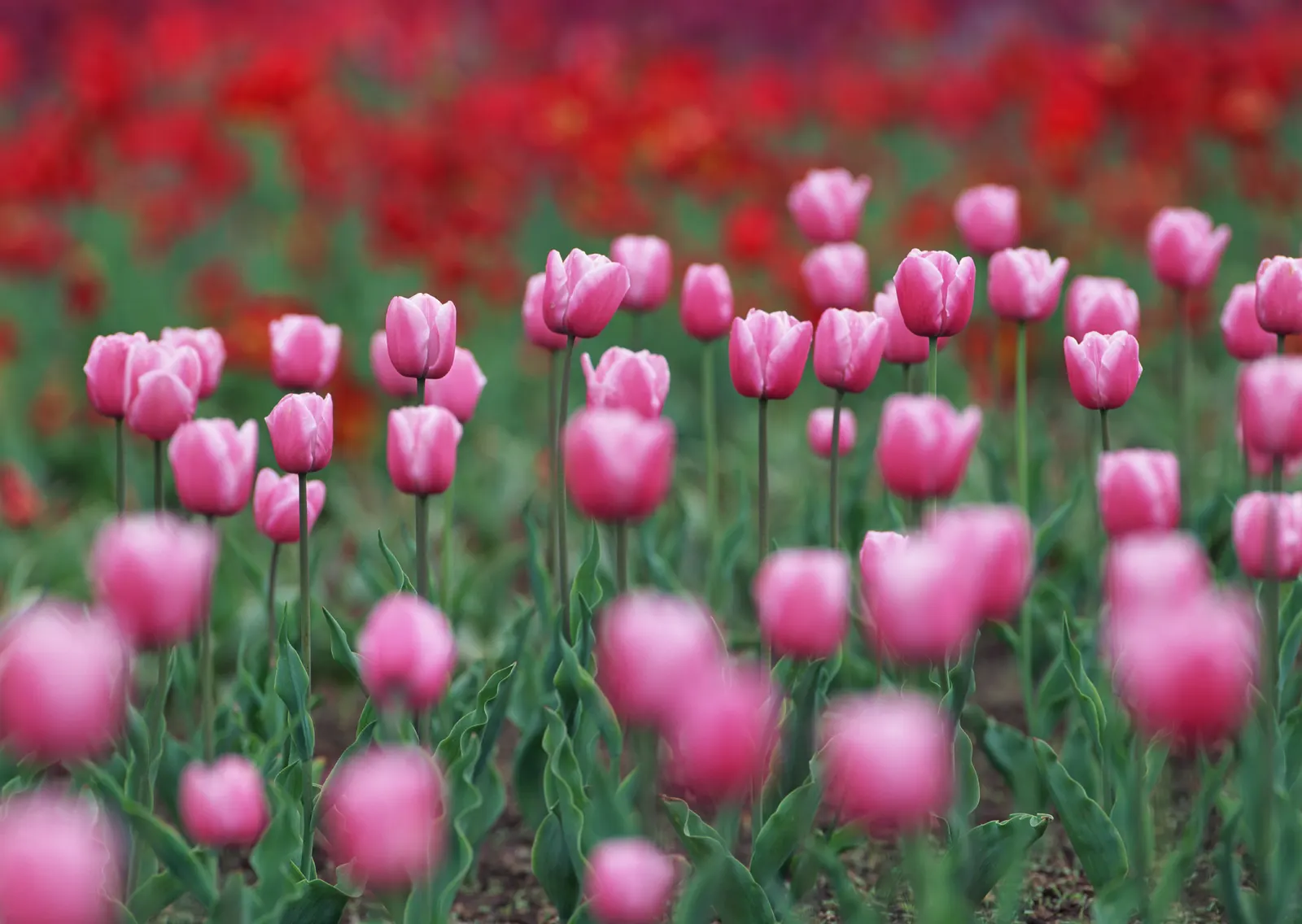 Horizontal Flower Tulip Agriculture Botanical Free Stock Photo 8