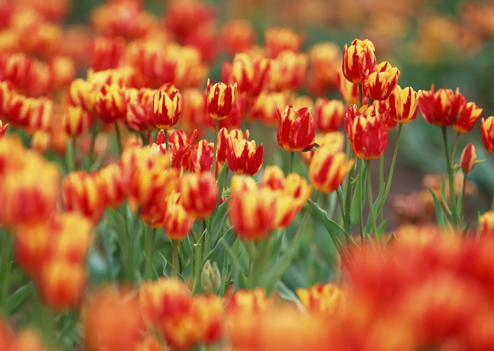 Horizontal Flower Tulip Foliage Botanical Free Stock Photo 2