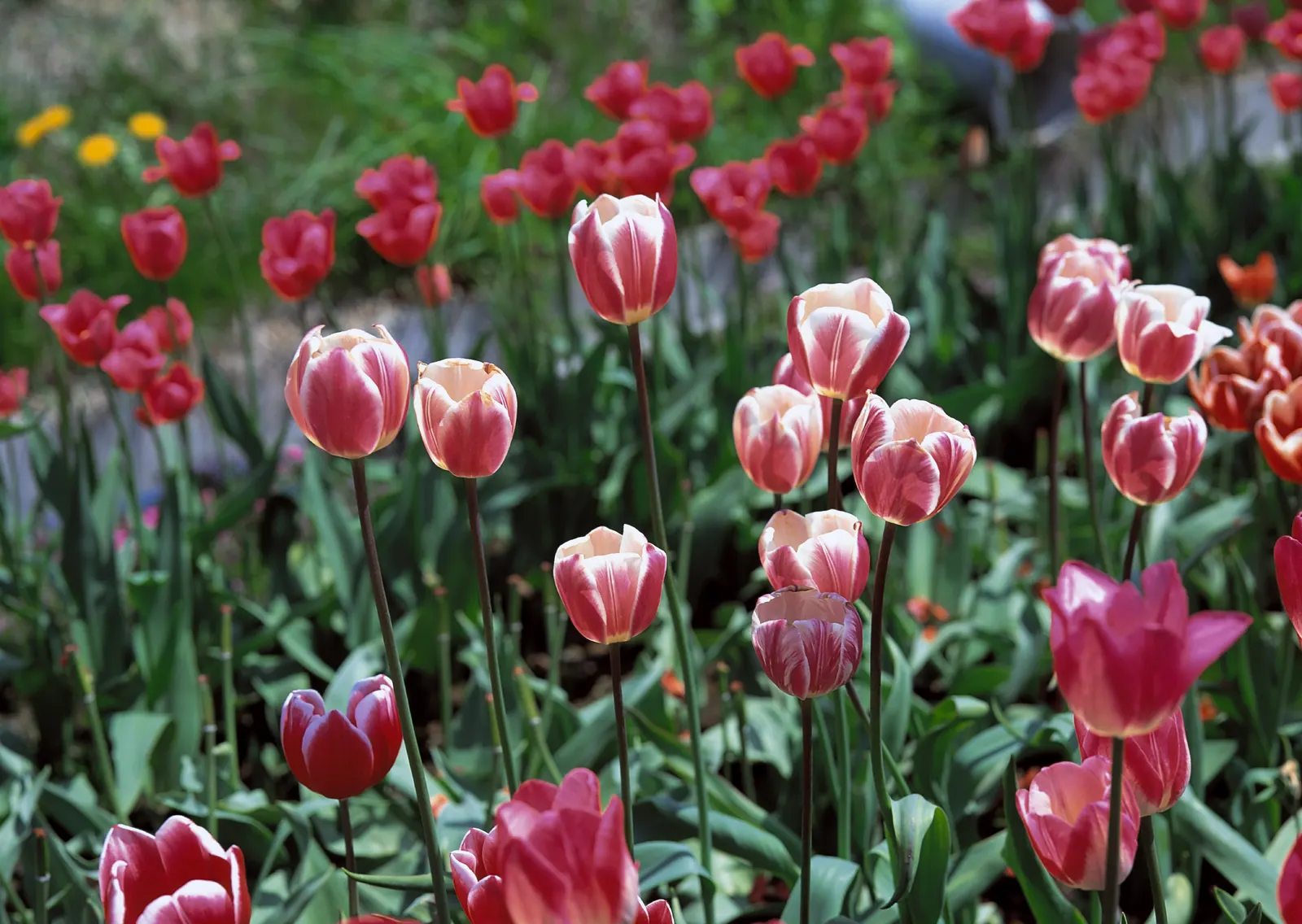 Horizontal Flower Tulip Foliage Botanical Free Stock Photo 3