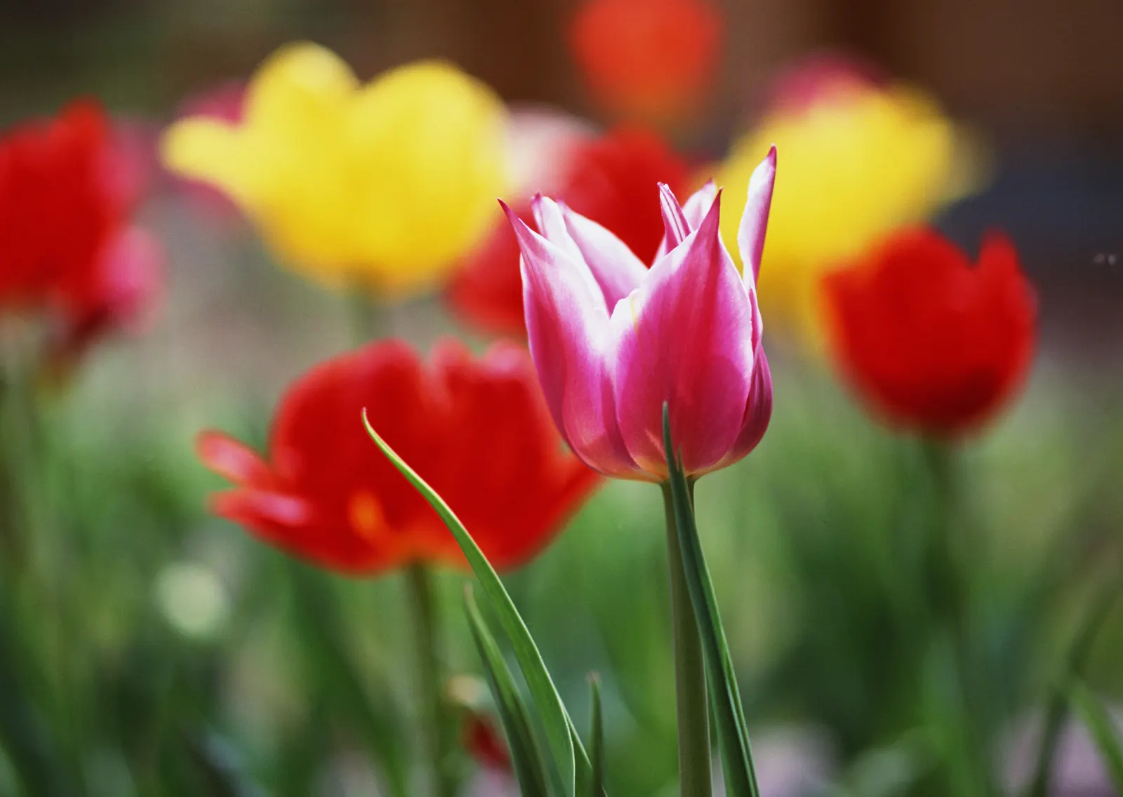 Horizontal Flower Tulip Foliage Botanical Free Stock Photo 4