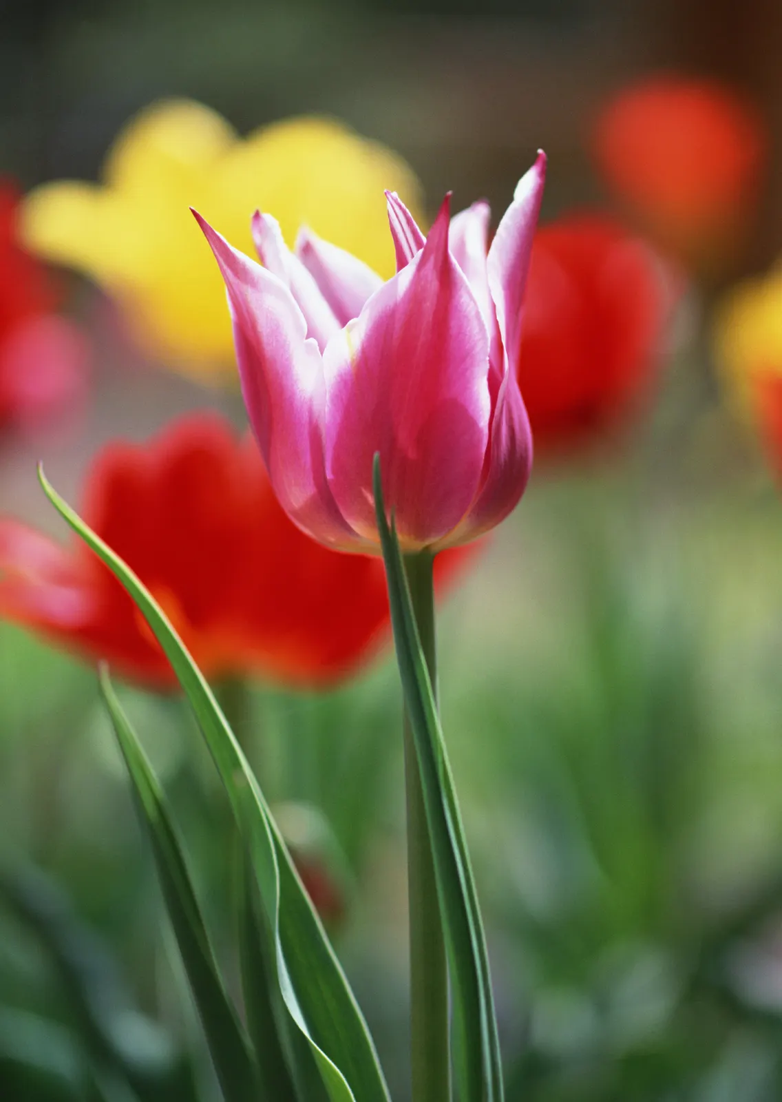 Vertical Flower Tulip Foliage Botanical Free Stock Photo 2