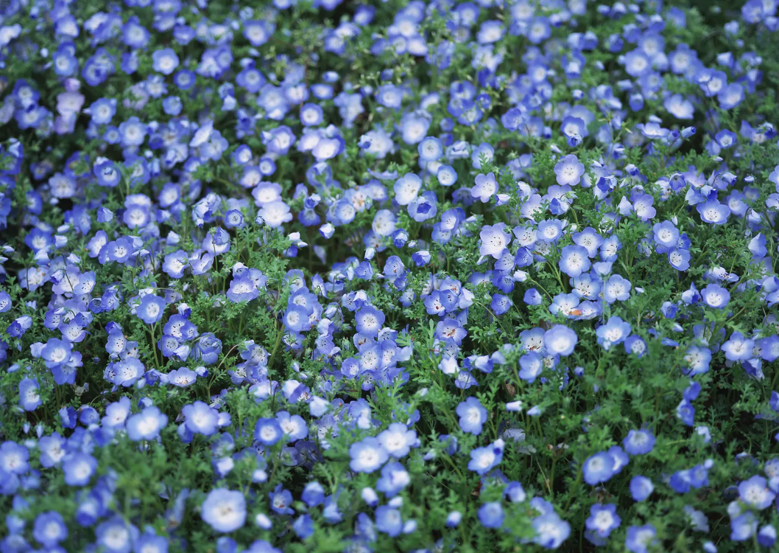 Horizontal Flower Cornflower Daisy Botanical Free Stock Photo