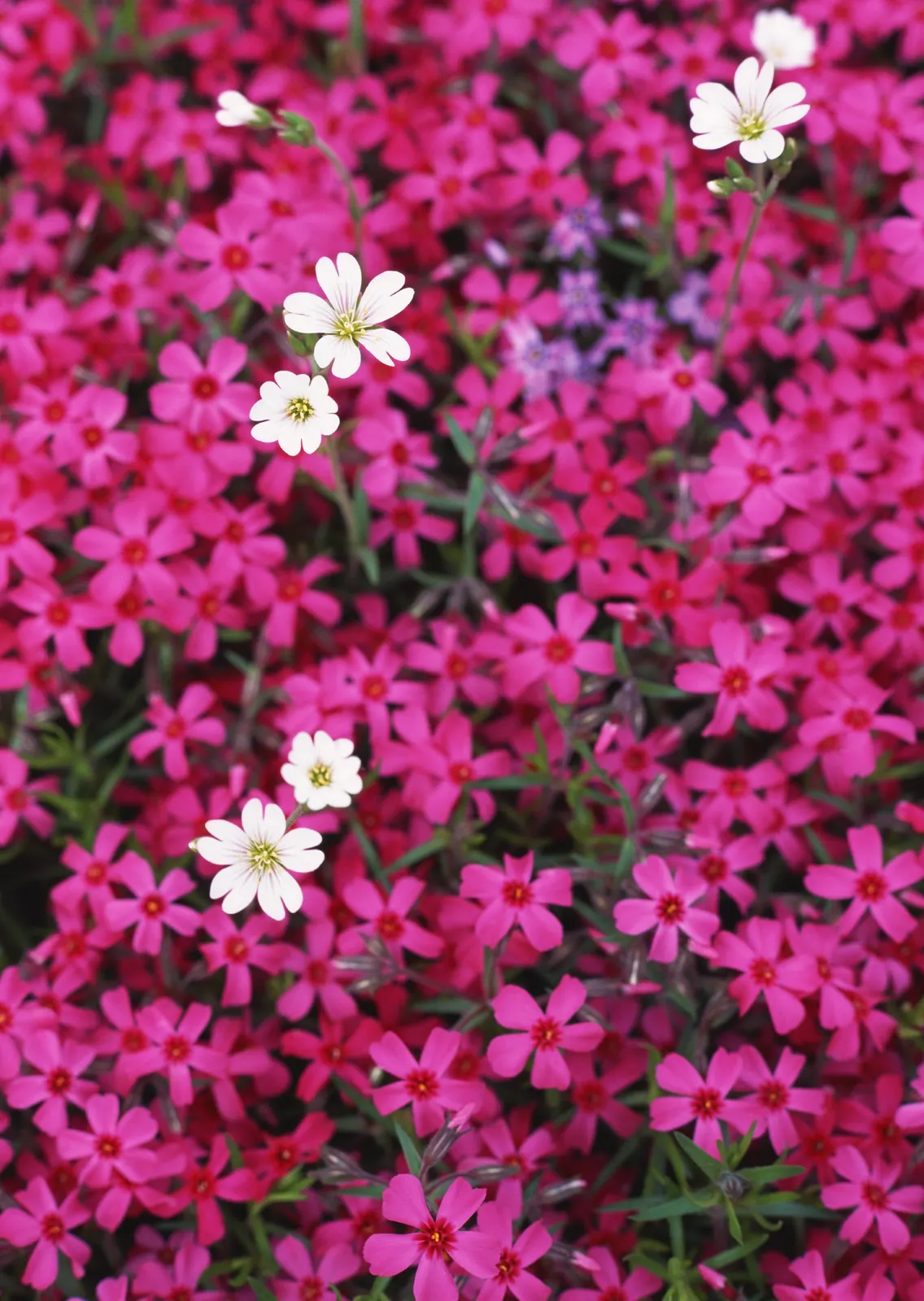 Vertical Foliage Flower Blossom Botanical Free Stock Photo