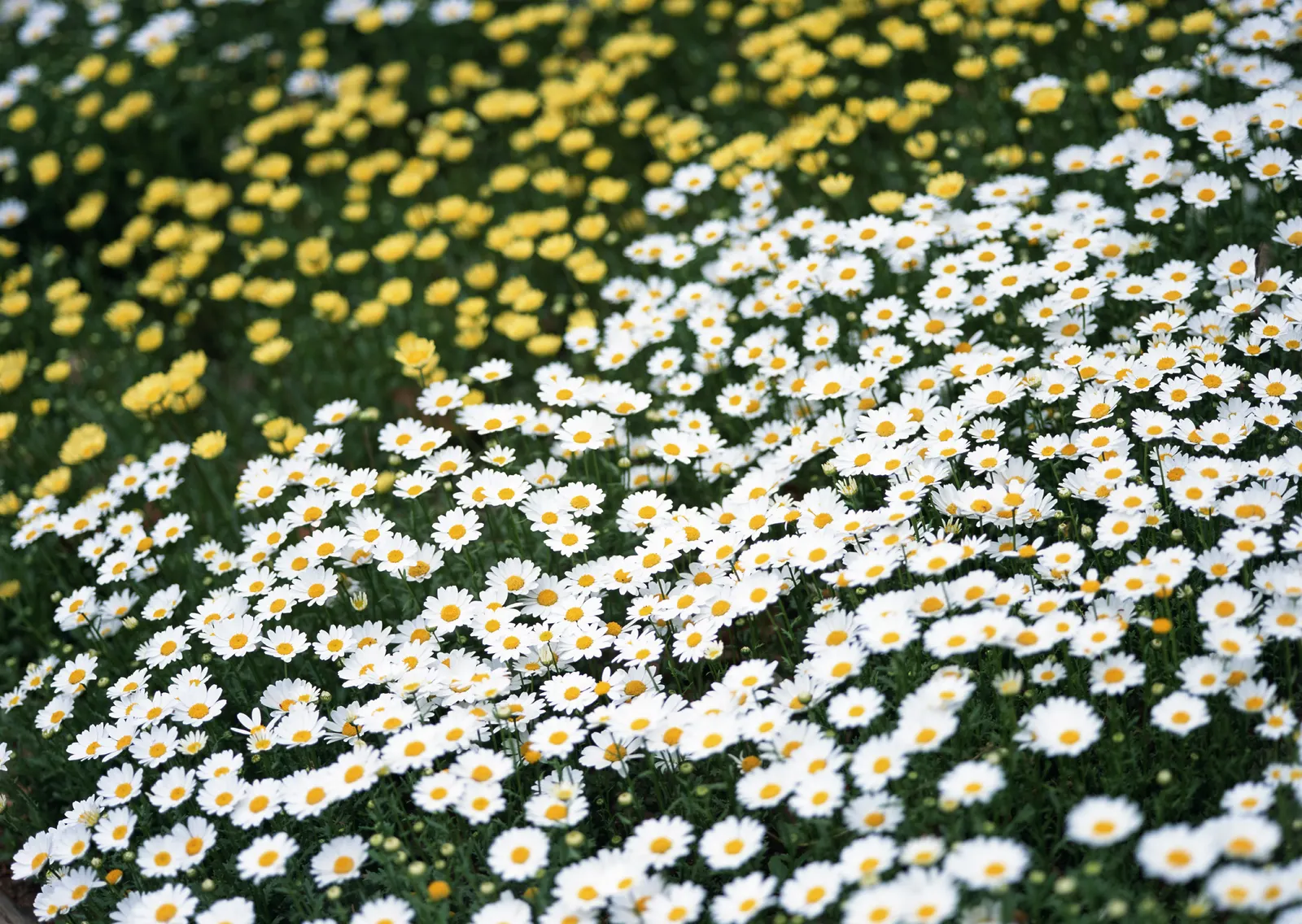Horizontal Flower Daisy Chrysanthemum Botanical Free Stock Photo 2