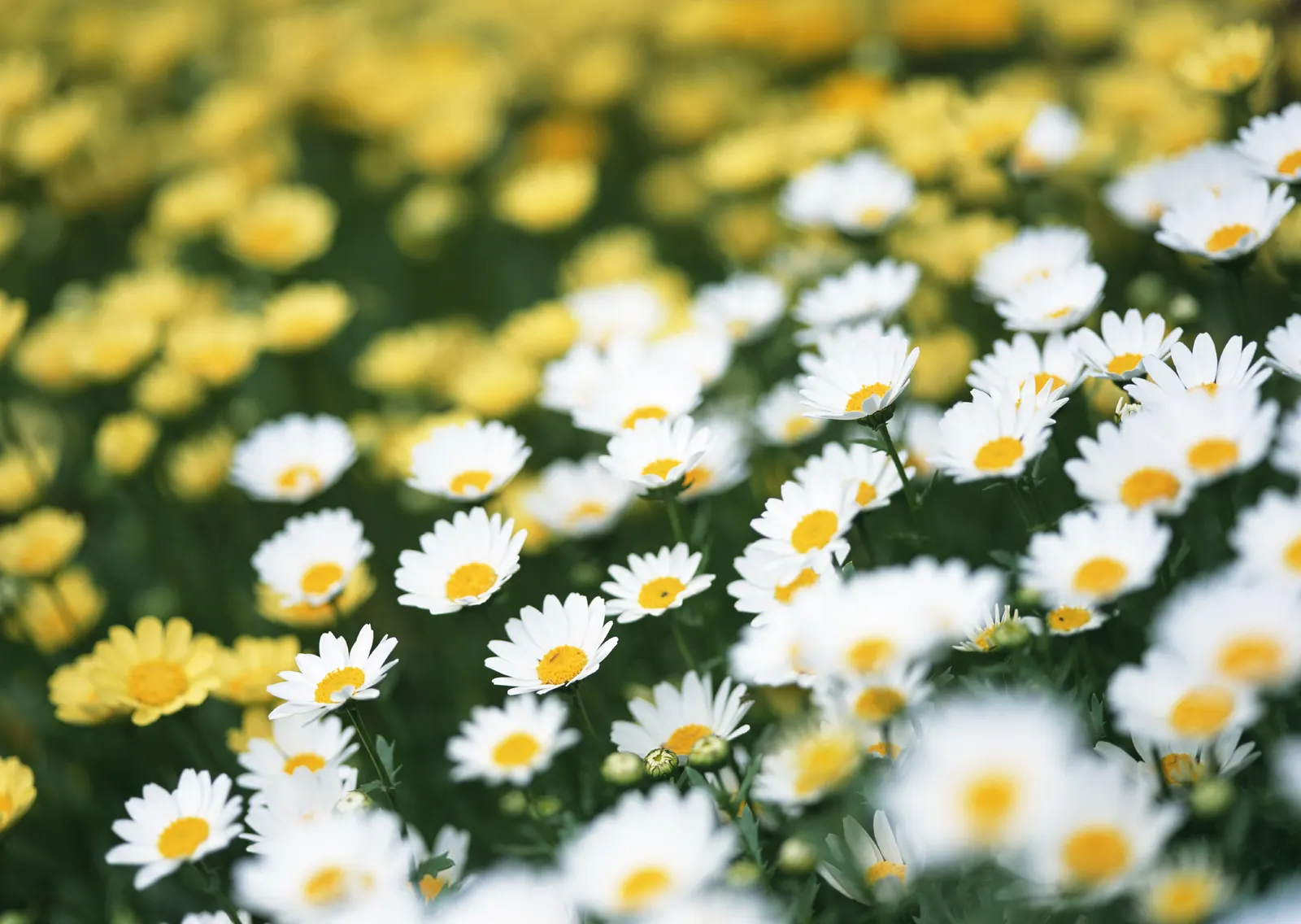 Horizontal Flower Daisy Botanical Free Stock Photo