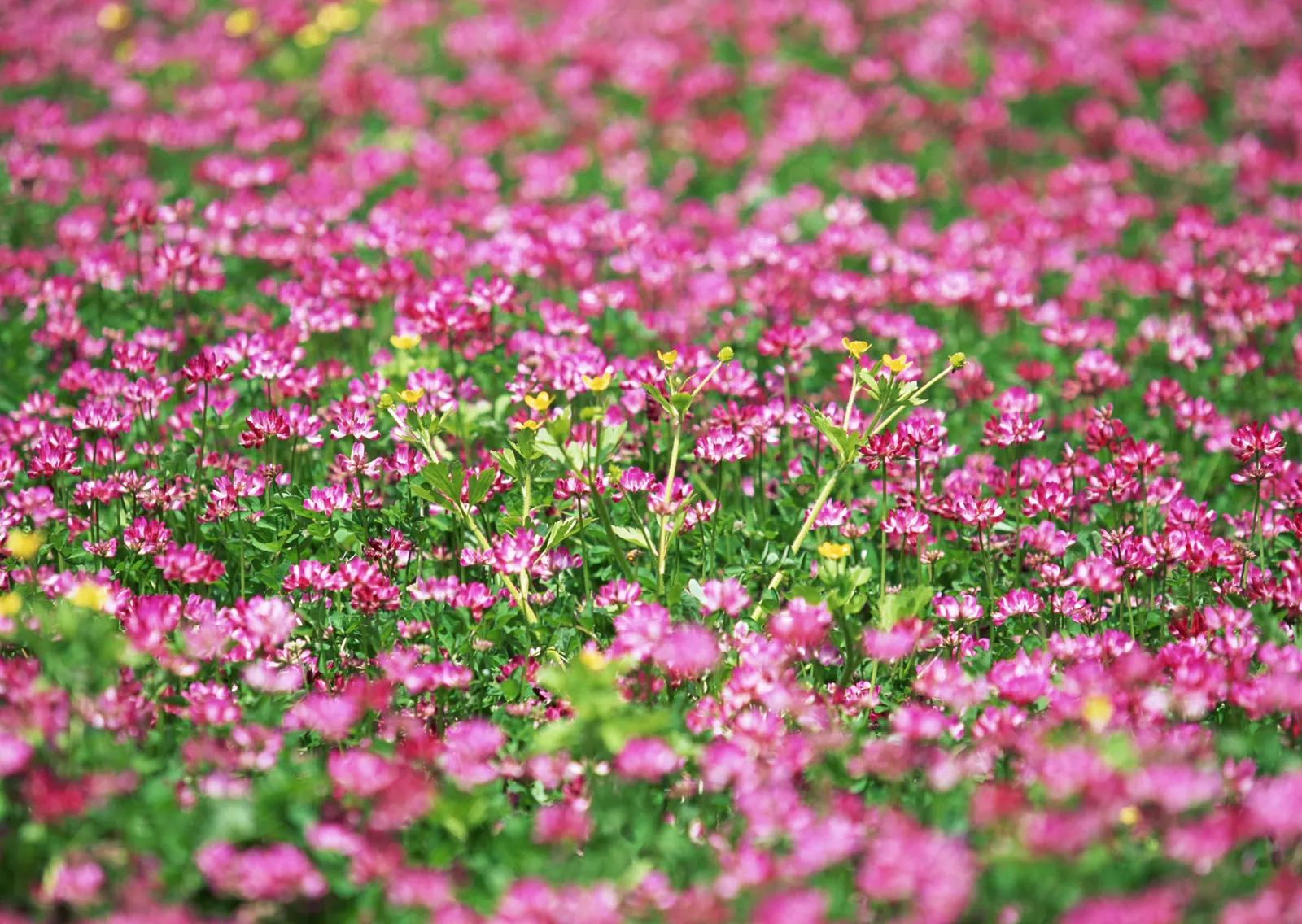 Horizontal Flower Blossom Foliage Botanical Free Stock Photo 2