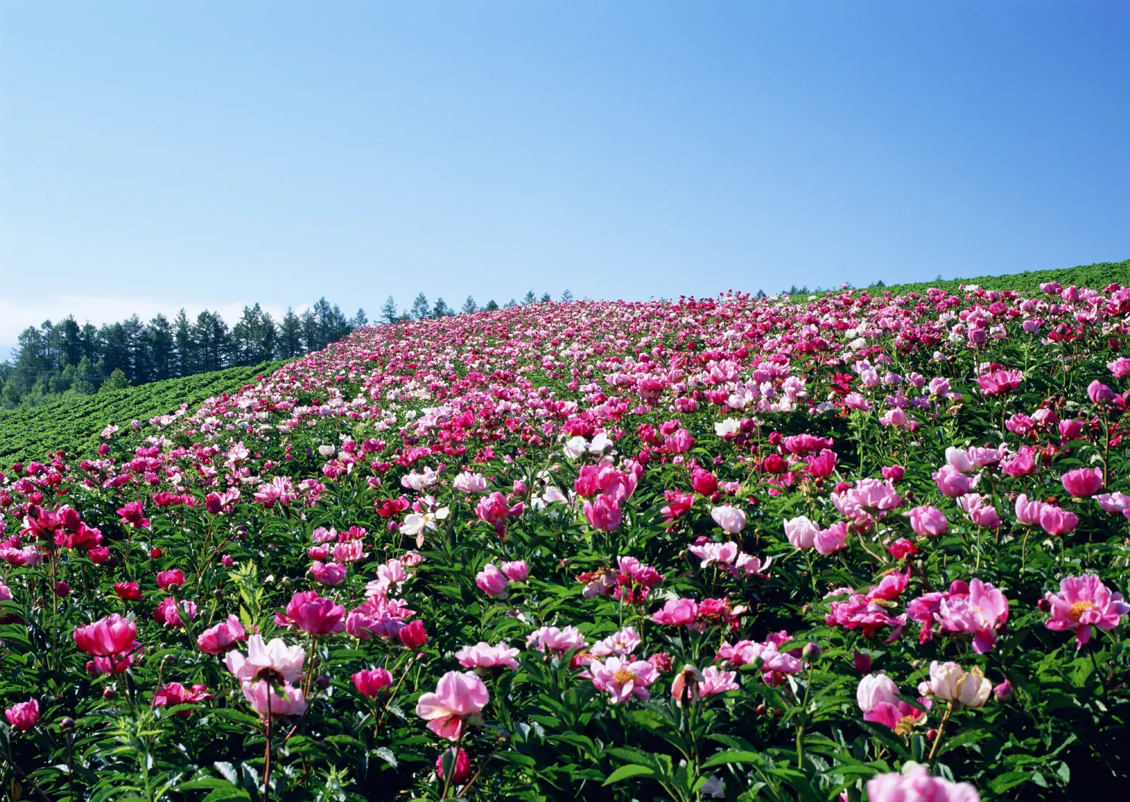 Horizontal Flower Tulip Agriculture Botanical Free Stock Photo 9