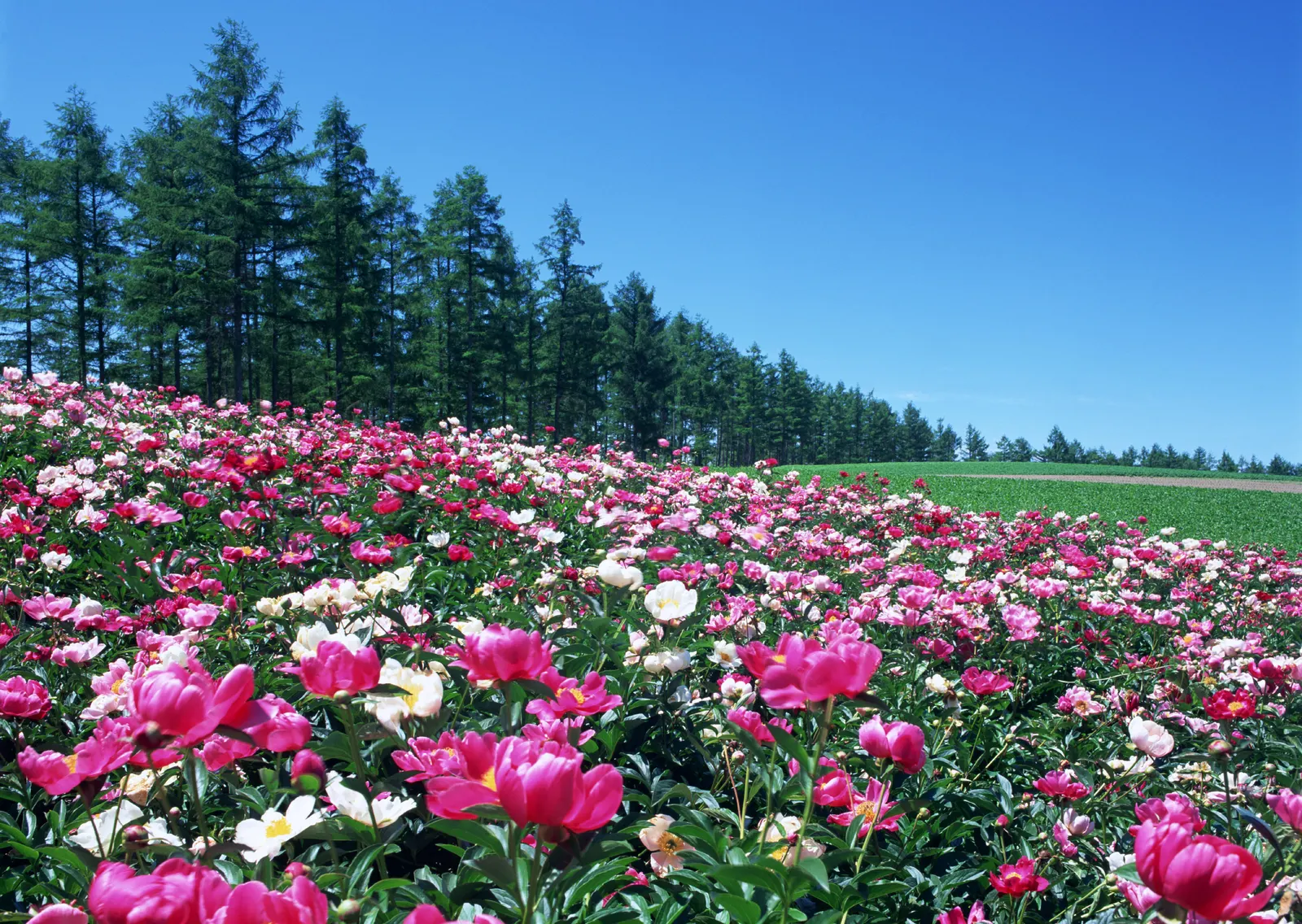 Horizontal Flower Tulip Agriculture Botanical Free Stock Photo 10