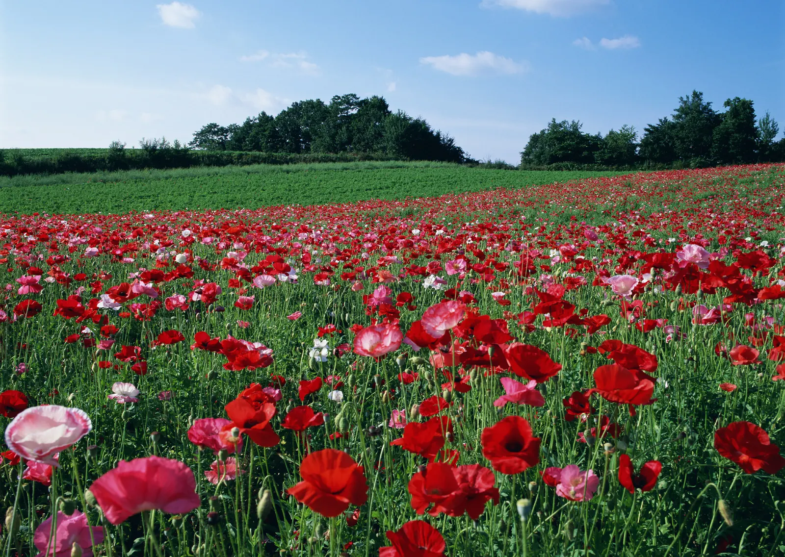 Horizontal Flower Tulip Agriculture Botanical Free Stock Photo 11